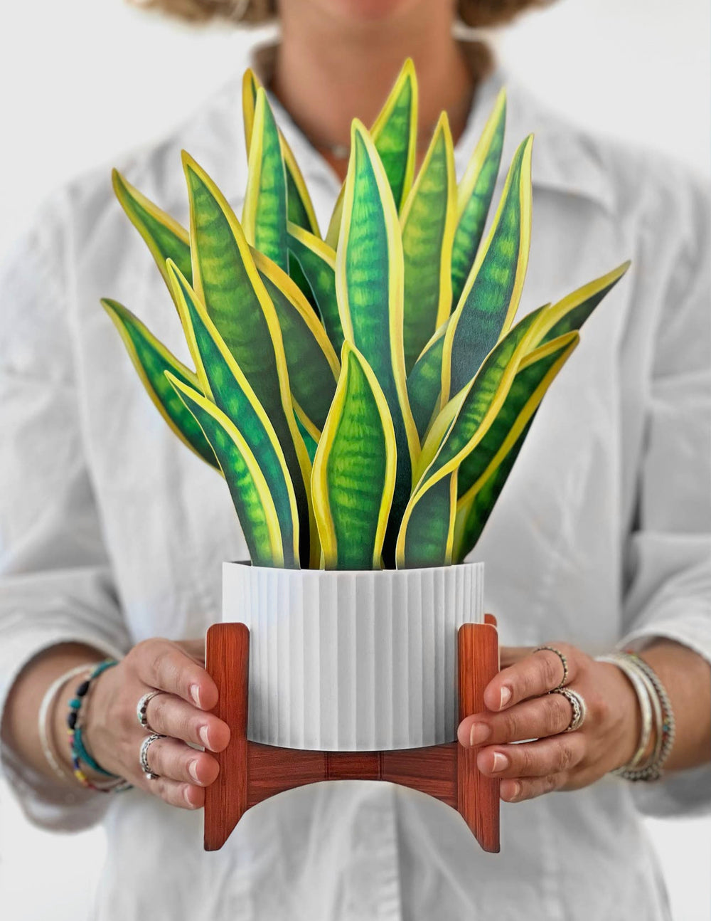 Pop-up 3D Greeting Card, Snake Plant-220 Beauty/Gift-Inspired by Justeen-Women's Clothing Boutique in Chicago, Illinois